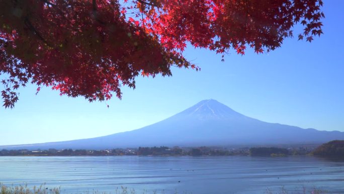 川口湖畔的深红枫叶和富士山