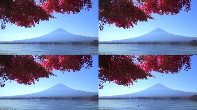 川口湖畔的深红枫叶和富士山