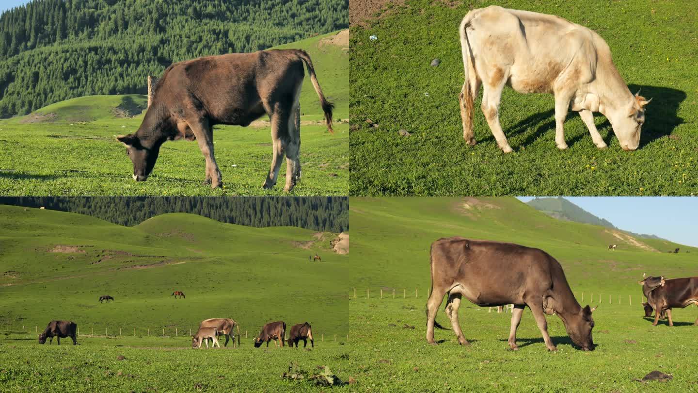 草原牛吃草高原藏族放牧