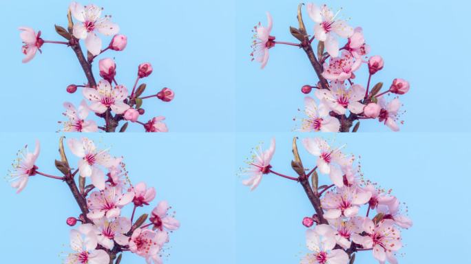 野生梅花盛开和旋转的蓝色在水平格式的延时4k视频。核桃花在春天开花。旋转运动。