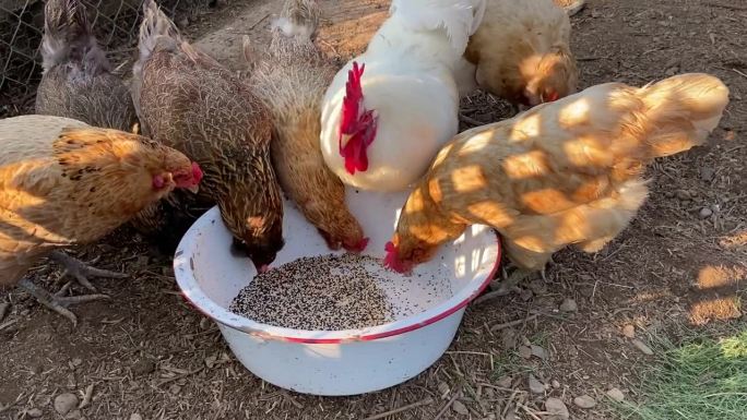鸡笼里白色的公鸡和母鸡在碗里吃东西