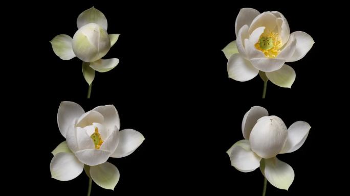 4K延时拍摄的盛开的白莲花从花蕾到盛开，然后回到花蕾孤立的黑色背景，近距离拍摄的俯视图。