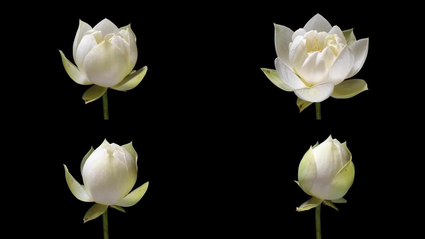 4K延时拍摄的盛开的白莲花从花蕾到盛开，然后回到花蕾孤立的黑色背景，近距离背光拍摄侧视图。