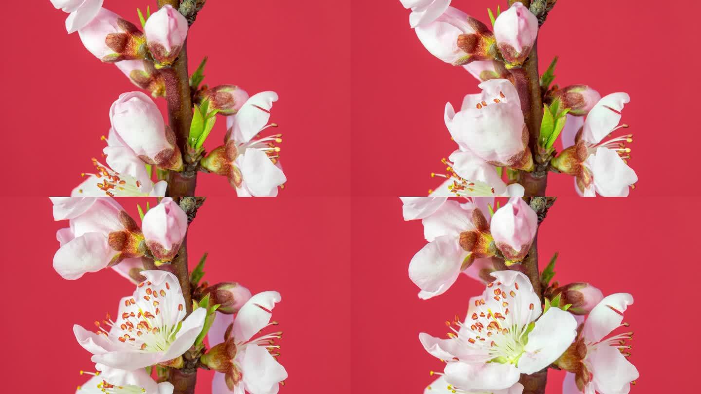 在一个水平格式的延时4k视频中，桃花盛开的红色背景向上移动和旋转。桃李在春天开花的视频。