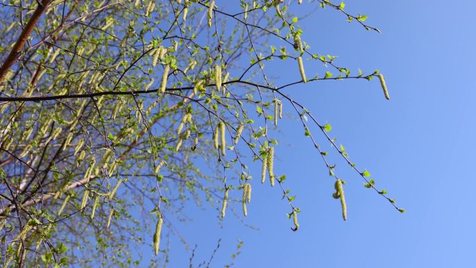 春天长出新绿叶子的桦树幼苗