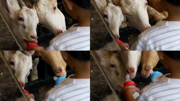 许多山羊从孩子们的手里抢牛奶。