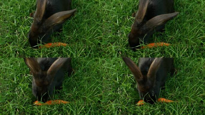 绿草地上的黑兔子吃胡萝卜。