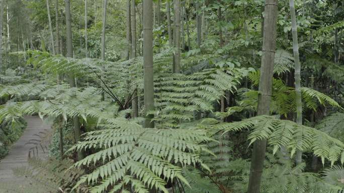 桫椤 桫椤树 桫椤林 桫椤景区