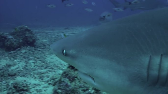 汤加海底的灰牛鲨特写。