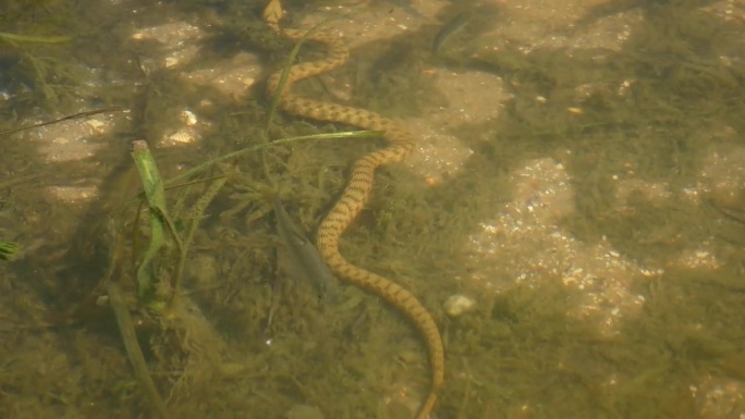 在多瑙河沿岸水域切水蛇。