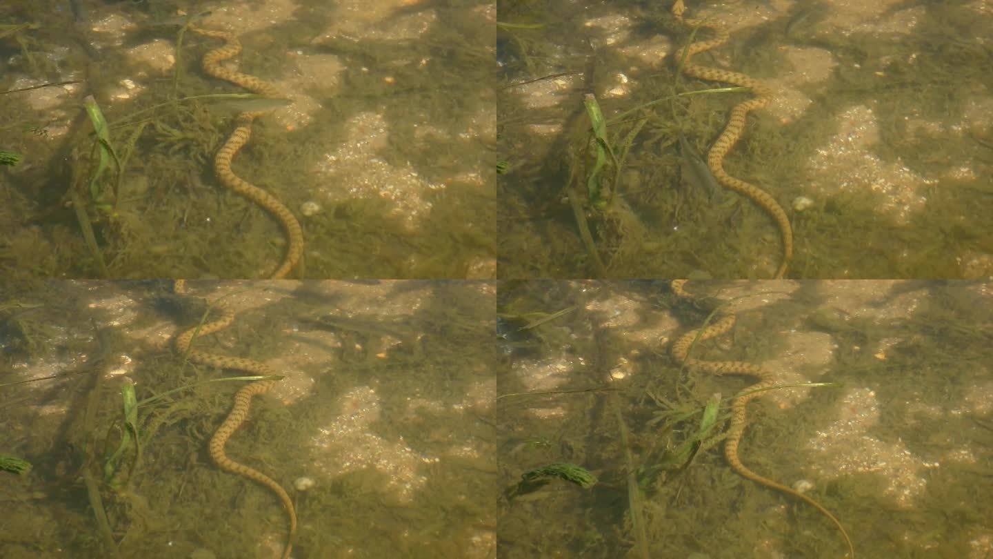 在多瑙河沿岸水域切水蛇。