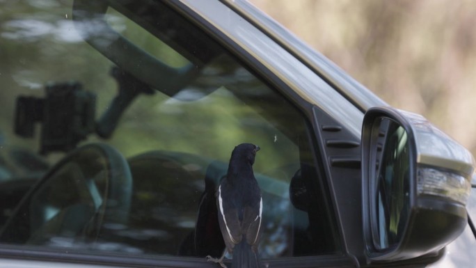 缓慢的运动。深红色胸部的伯劳鸟正在攻击汽车后视镜里自己的倒影。有趣的动物。动物行为