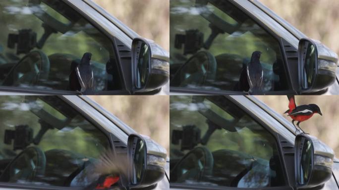 缓慢的运动。深红色胸部的伯劳鸟正在攻击汽车后视镜里自己的倒影。有趣的动物。动物行为