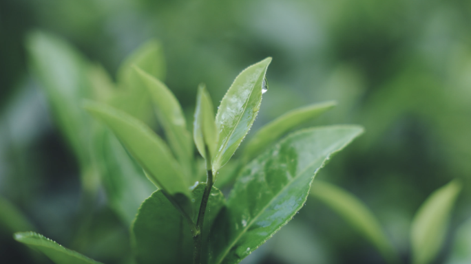 雨后清新茶叶