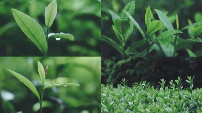 雨后清新茶叶