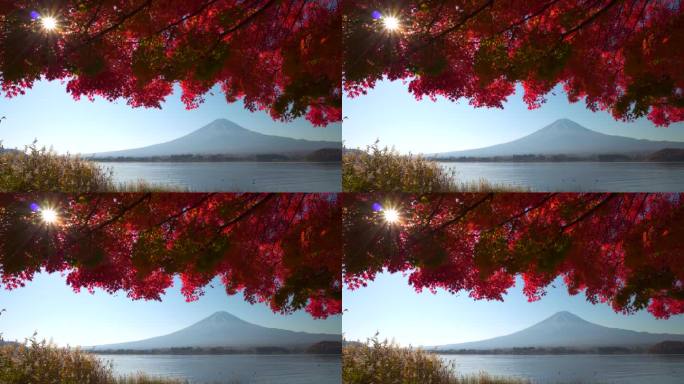 阳光穿过红枫叶与川口湖的富士山