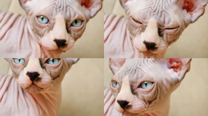 加拿大斯芬克斯小猫的鼻口特写和蓝色的眼睛，没有睫毛，短胡子