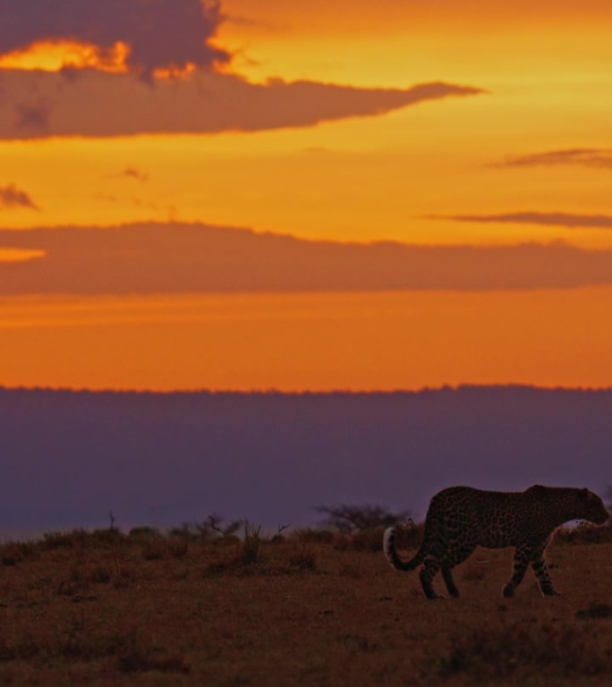 慢动作豹子在野生动物保护区日落的田野里散步