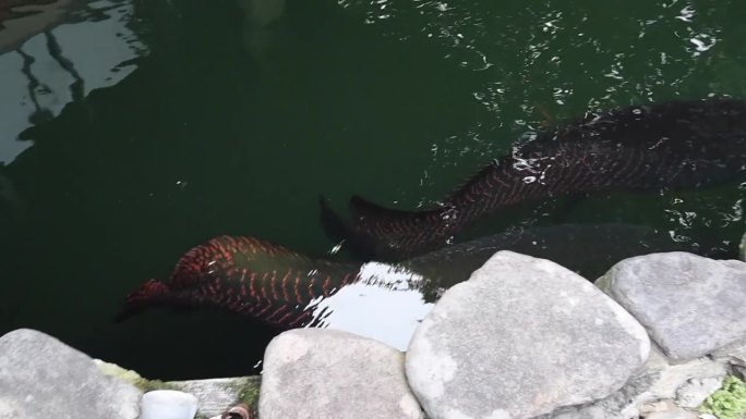 巨骨舌鱼在水池中游泳