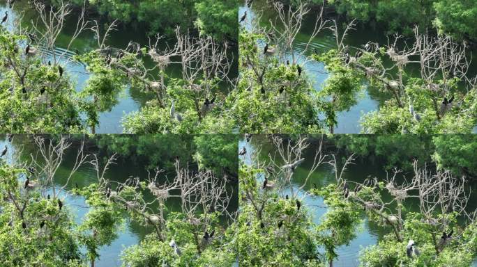 湿地河流树林水鸟