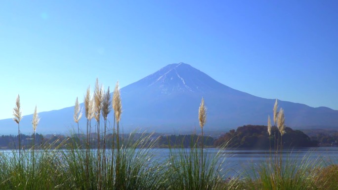 透过秋天的潘帕斯草原，可以看到川口湖和富士山