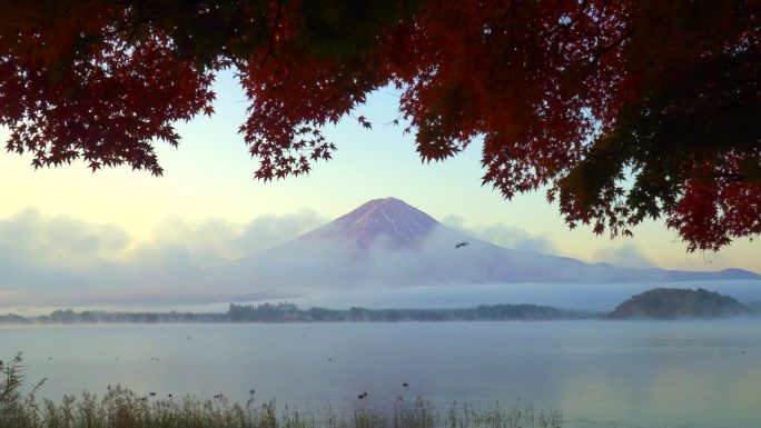 川口湖在清晨的薄雾中，富士山和树木带着秋叶