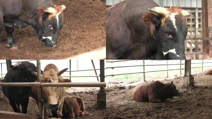 牛场 牛舍 牛群 黄牛 肉牛 公牛外貌