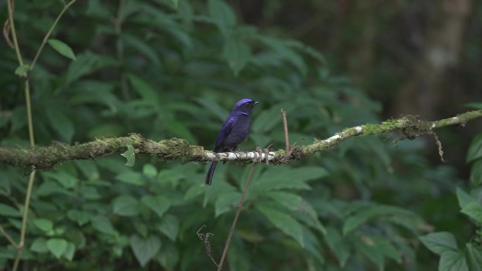 大型Niltava (Niltava grandis)蓝鸟栖息在树枝上休息