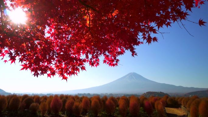 阳光透过红枫叶与富士山