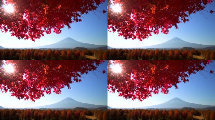阳光透过红枫叶与富士山