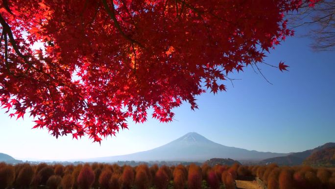 阳光透过红枫叶与富士山