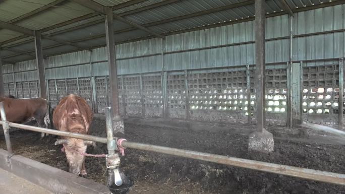 牛舍 黄牛 肉牛 喷雾消毒 母牛保定灌药