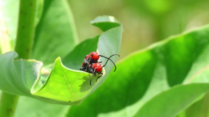 交配中的红乳草甲虫