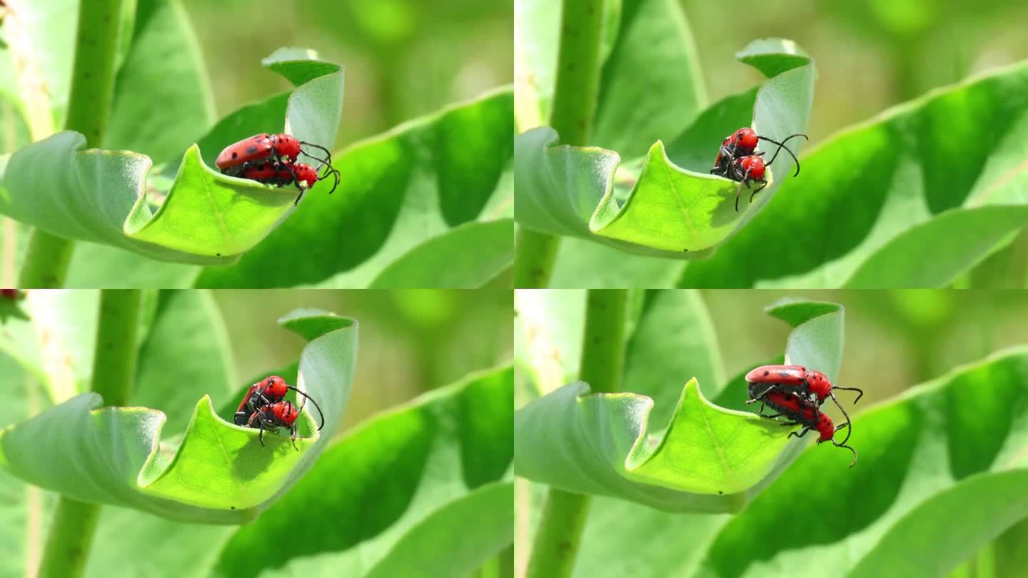 交配中的红乳草甲虫