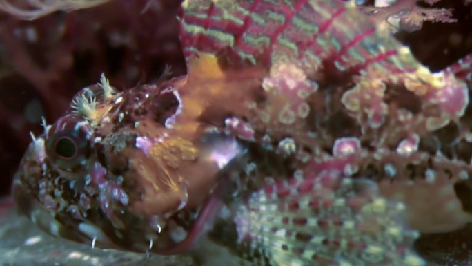 鱼类的伪装策略包括与水下底部的颜色融合。