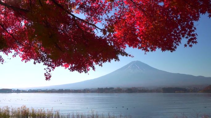 清晨在川口湖观赏富士山的秋叶