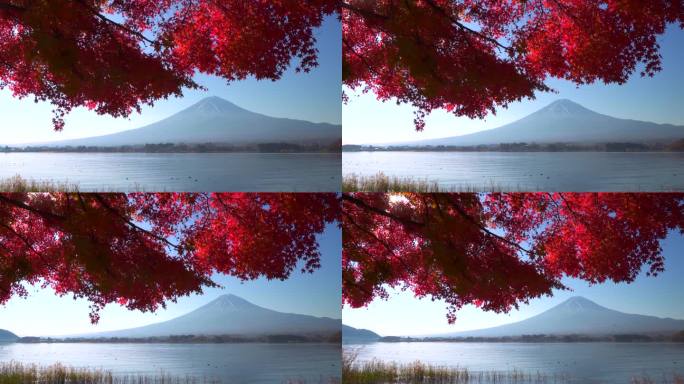 清晨在川口湖观赏富士山的秋叶