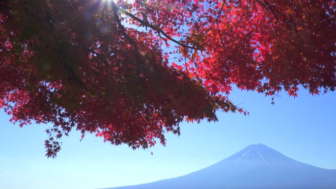 川口湖畔的深红枫叶和富士山