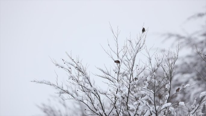 冬天鸟儿栖息在白雪皑皑的树枝上