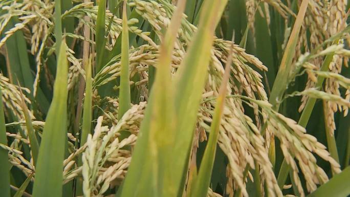 水稻与农民