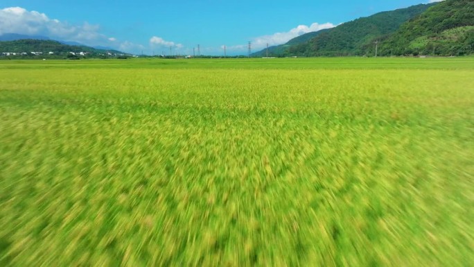 绿色稻田低角度鸟瞰图