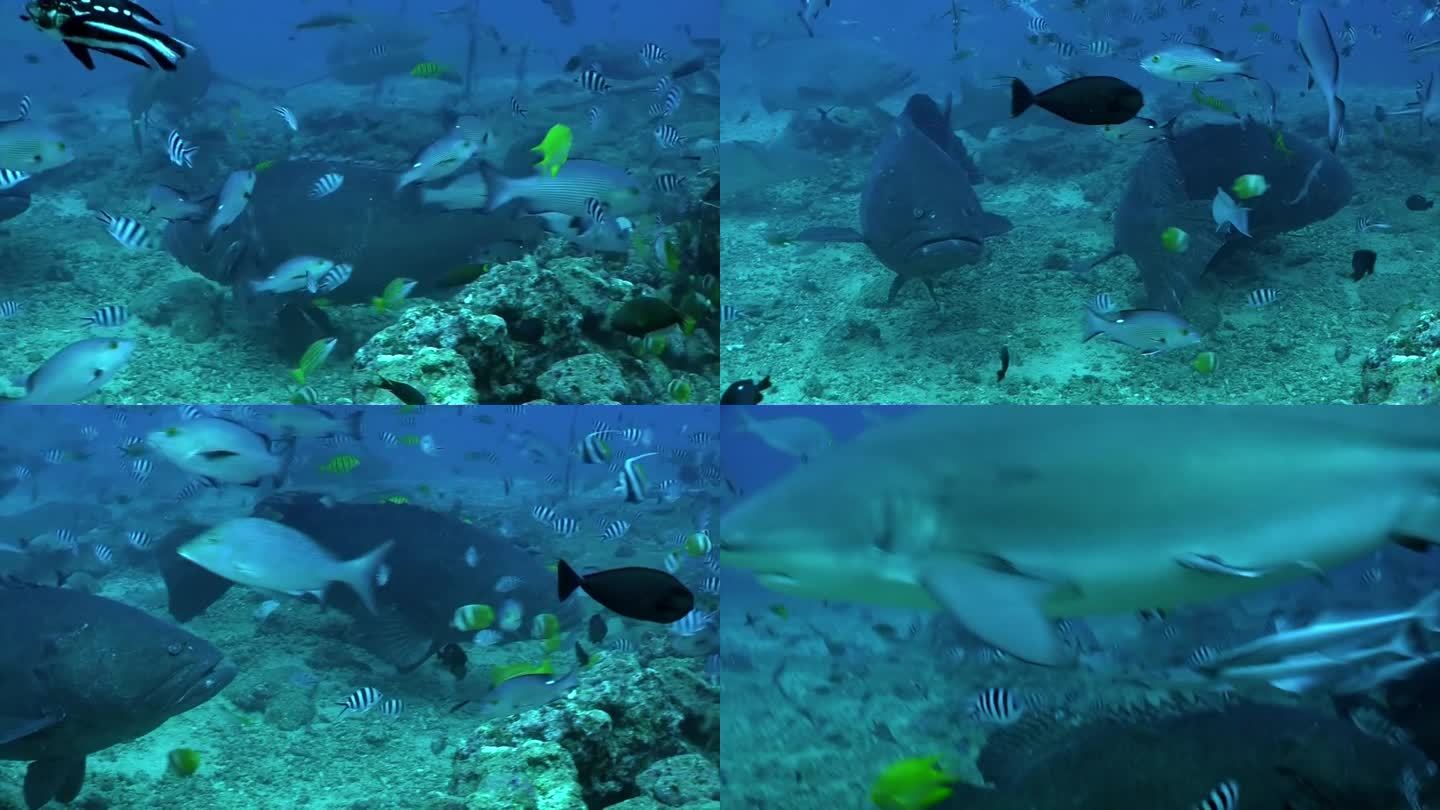 汤加海底鱼群中的鲨鱼群。
