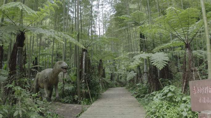 桫椤 桫椤自然保护区 桫椤公园 桫椤树