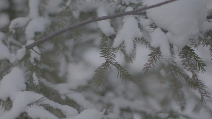 J哈尔滨伊春汤旺河雪景空境4K实拍视频2