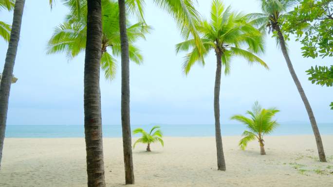沙滩椰树 海边椰子树