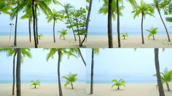 沙滩椰树 海边椰子树