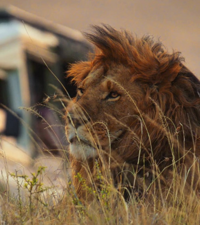 近距离看累了睡着的狮子，在金色的草地上喘气