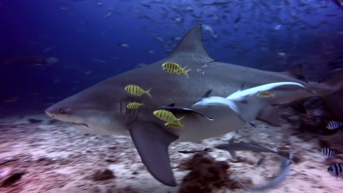 在斐济的水下海洋野生动物中与鱼群中的鲨鱼一起潜水。