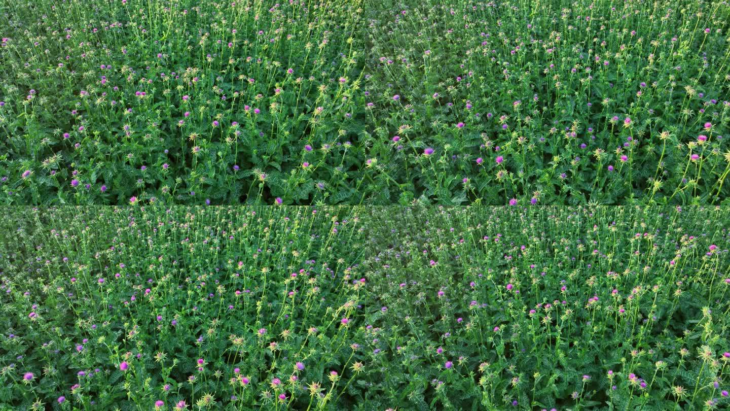 中草药材种植紫花植物