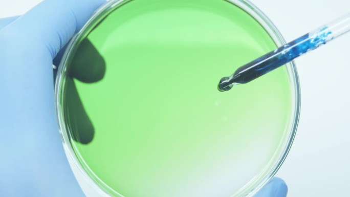 绿色液体培养皿。细菌。